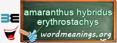 WordMeaning blackboard for amaranthus hybridus erythrostachys